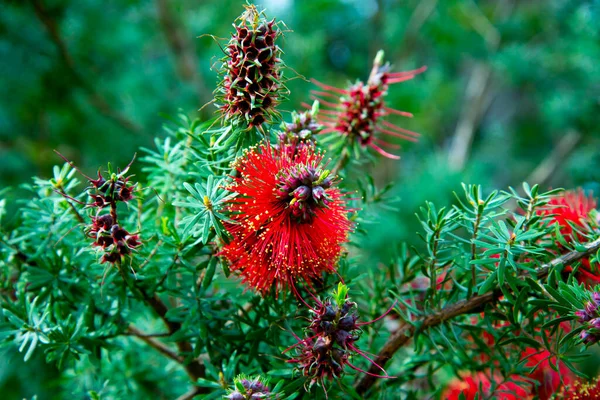 Callistemon Little John Bottlebrush Plant