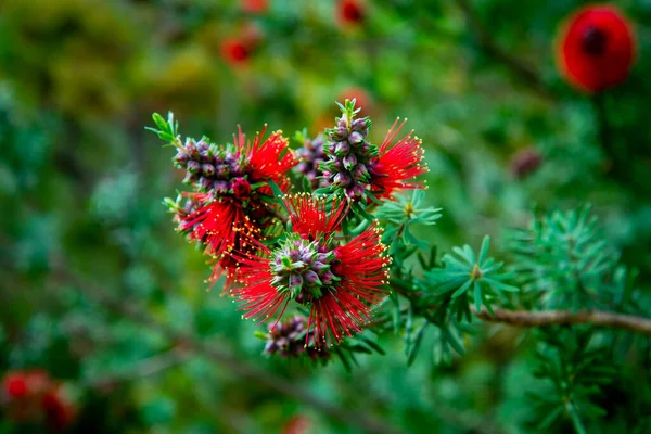 Callistemon Little John Bottlebrush Plant