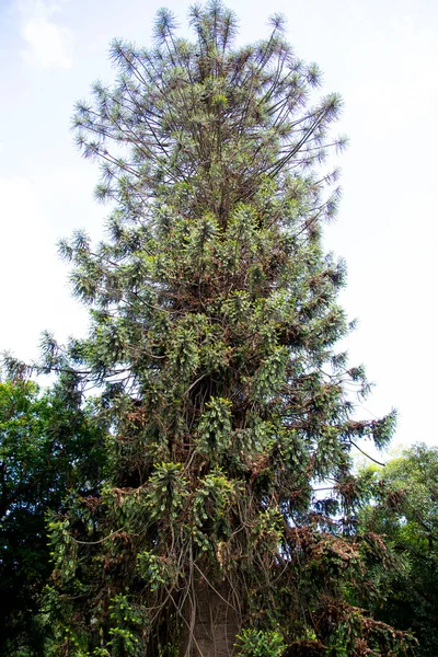 Bunya Pine Tree Field — 图库照片