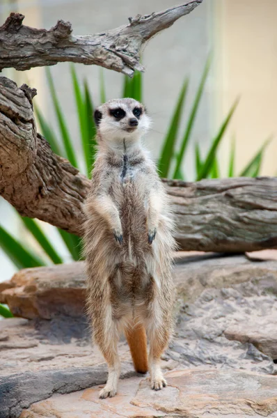 Meerkat Conservation Park — Stock Photo, Image