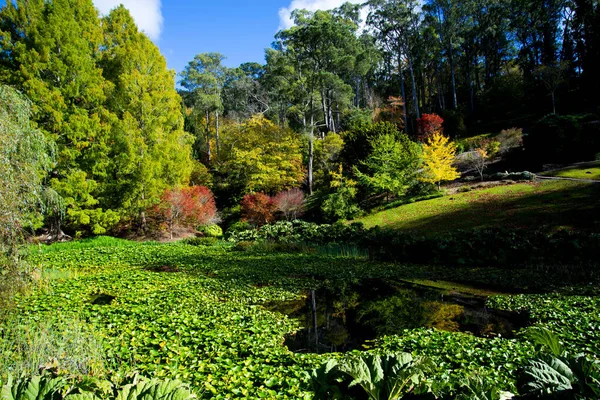 Mount Lofty Botanic Garden South Australia — Foto de Stock
