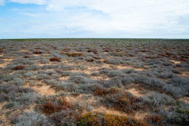 Nullarbor Ovası - Güney Avustralya