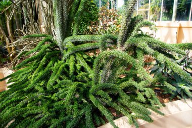 Didierea Trolliy Bitkisi Bir Serada