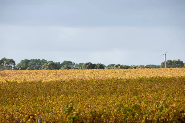 Padthaway Wine Region South Australia — Stockfoto