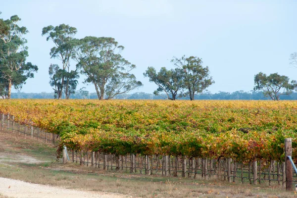 Padthaway Wine Region South Australia — Stockfoto