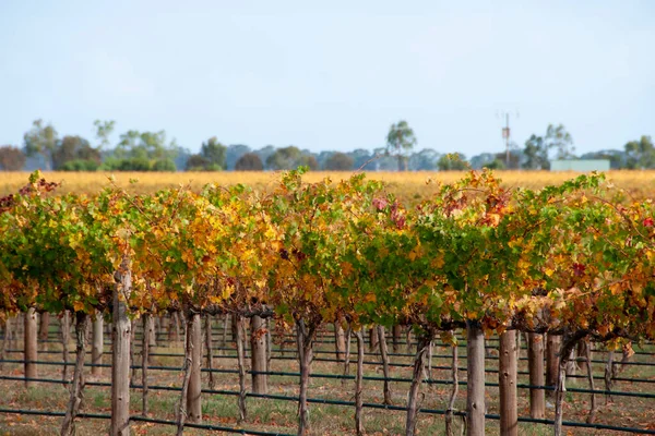 Padthaway Wijngebied Zuid Australië — Stockfoto