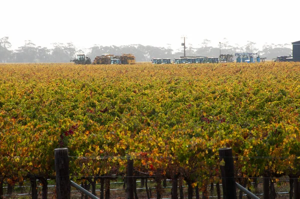 Padthaway Şarap Bölgesi Güney Avustralya — Stok fotoğraf