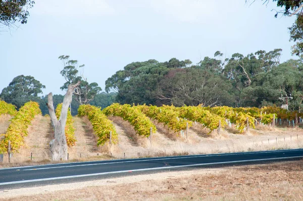 Padthaway Şarap Bölgesi Güney Avustralya — Stok fotoğraf