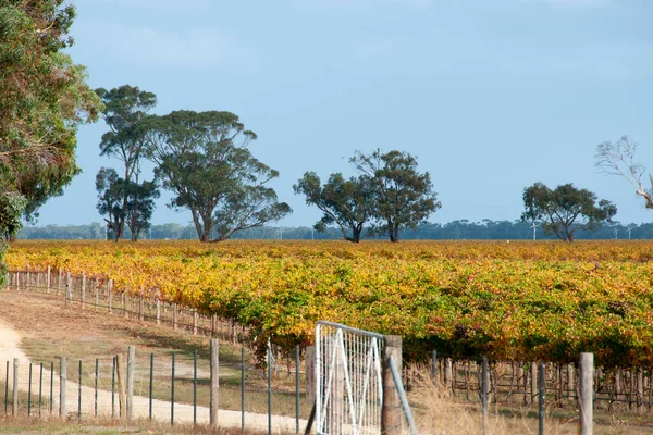 Región Vinícola Padthaway Australia Meridional —  Fotos de Stock