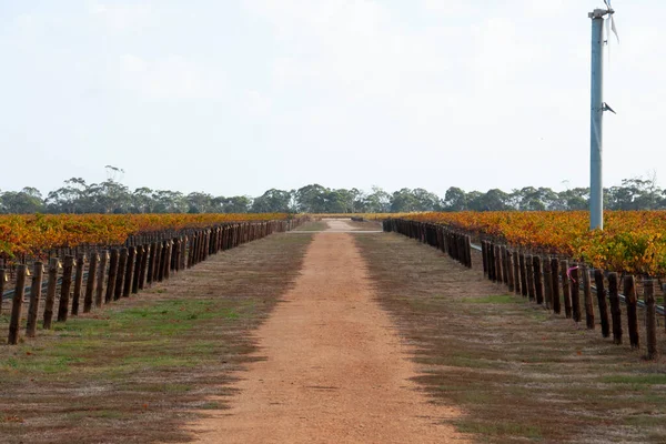 Padthaway Wine Region - South Australia