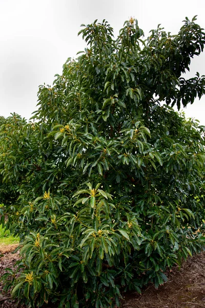 Organic Avocado Plantation Western Australia — Stock Fotó