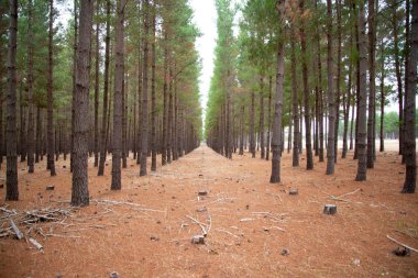 Radiata Çam Çiftliği - Güney Avustralya