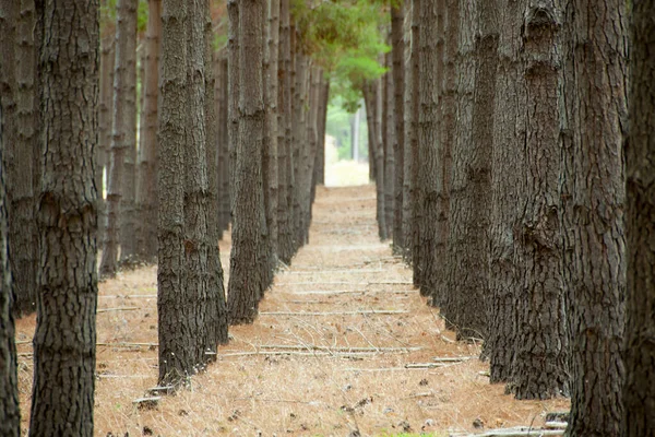 Plantación Pino Radiata Australia Meridional —  Fotos de Stock