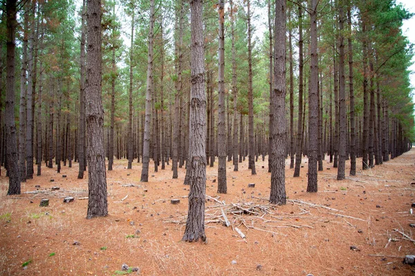 Radiata Çam Çiftliği - Güney Avustralya