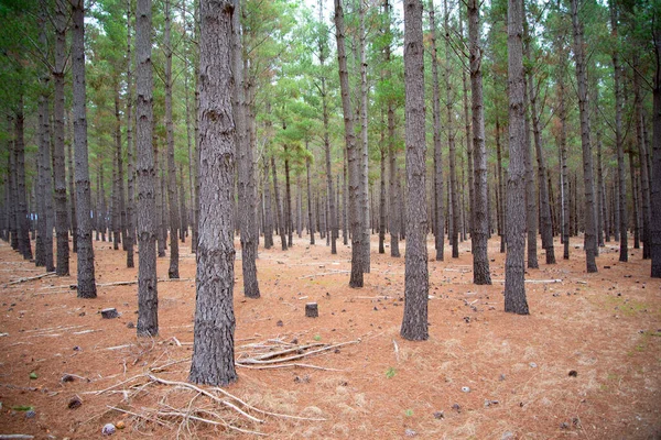 Plantación Pino Radiata Australia Meridional — Foto de Stock