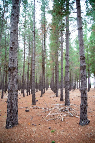 Radiata Pijnboomplantage Zuid Australië — Stockfoto