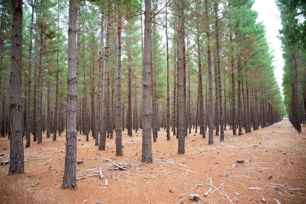 Radiata Pine Plantation South Australia — 스톡 사진