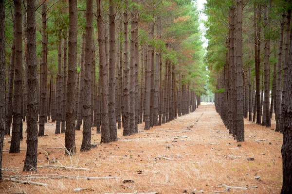 Plantación Pino Radiata Australia Meridional —  Fotos de Stock