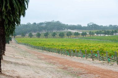 Barossa Vadisi - Güney Avustralya