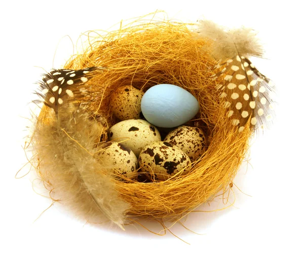Seven quail eggs in a nest — Stock Photo, Image