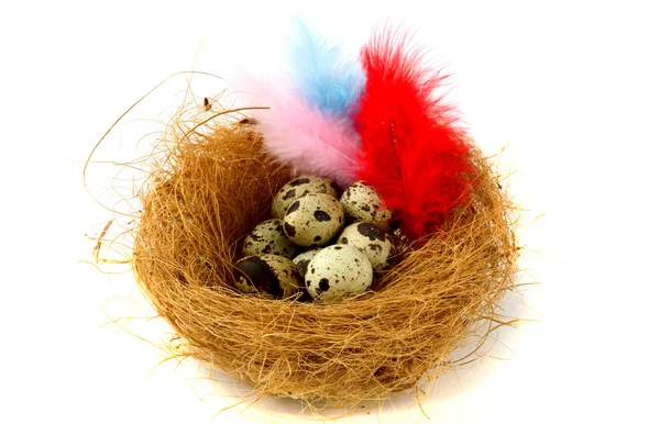 Nest with quail eggs and colored feathers — Stock Photo, Image