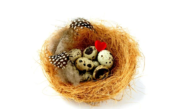Nest with motley quail eggs — Stock Photo, Image