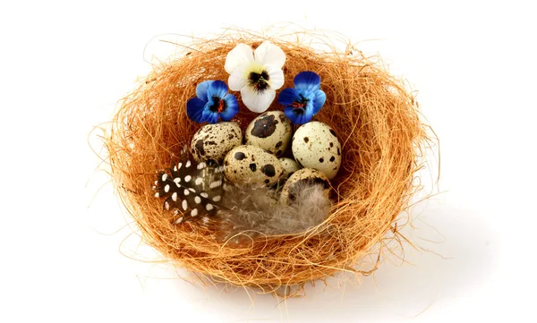Nest with quail eggs and pansy — Stock Photo, Image