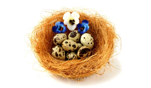 Nest with quail eggs and pansy flowers — Stock Photo, Image