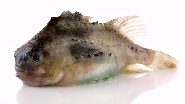 cyclopterus lumpus, pinagor