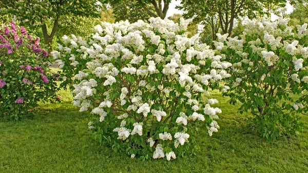 White lilac bush — Stock Photo, Image