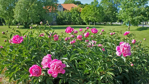 Rosa pion bush — Stockfoto