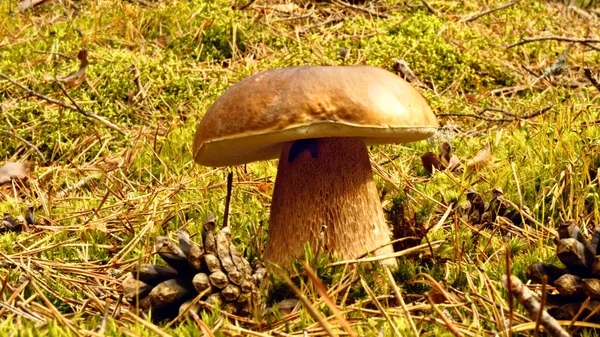 Cep hongo — Foto de Stock