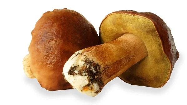 Boletus 새싹 — 스톡 사진