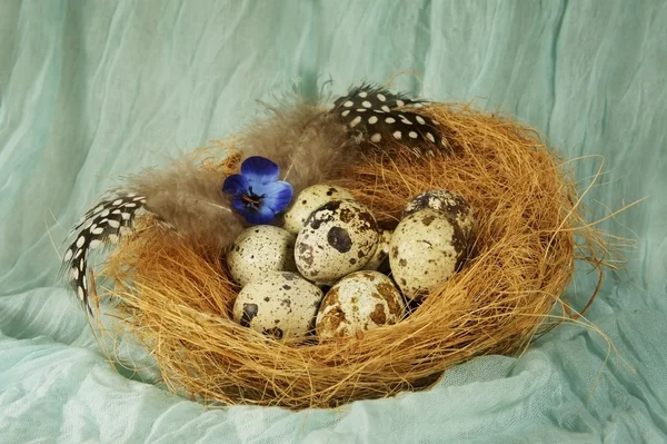 Nest with quail eggs — Stock Photo, Image