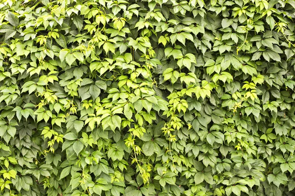 Muur van bladeren — Stockfoto