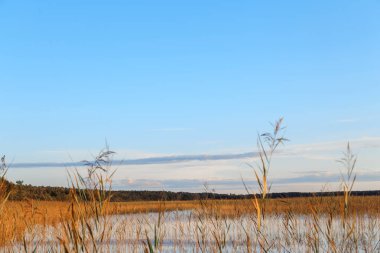 çıplak ağaçlar su yansıması ile göl üzerinde gündoğumu.