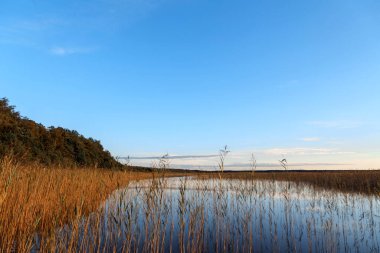 çıplak ağaçlar su yansıması ile göl üzerinde gündoğumu.