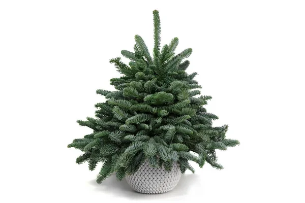 Kerstboom Gemaakt Van Natuurlijke Takken Van Nobilis Een Bloempot Een Stockfoto