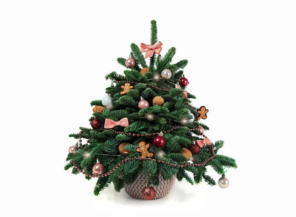 漂亮的小圣诞树装饰在一张白色的木制桌子上 心情很好丹麦松树和冷杉 纳比利斯 免版税图库图片