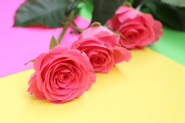 Carte avec trois roses roses — Photo