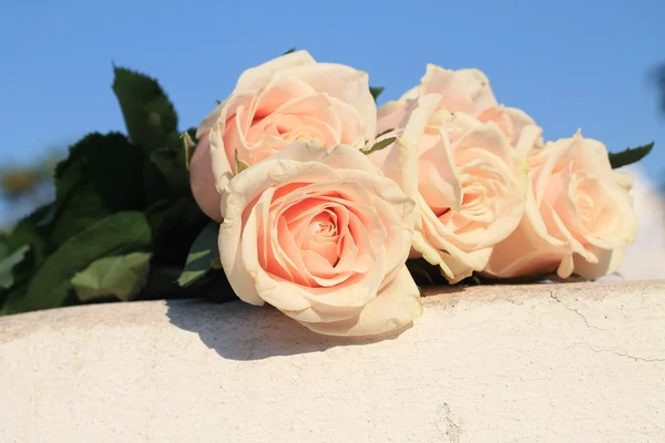 Peach-colored roses — Stock fotografie