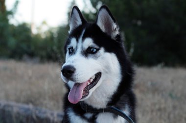 şirin husky