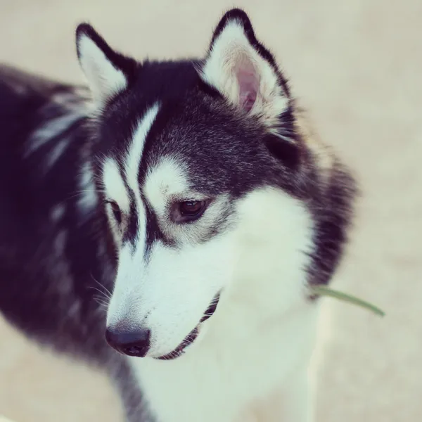 Şirin husky — Stok fotoğraf