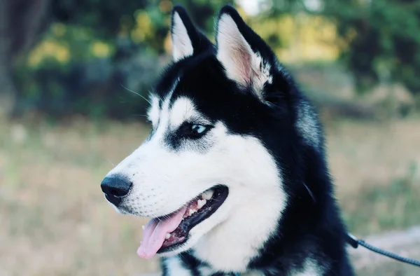 şirin husky