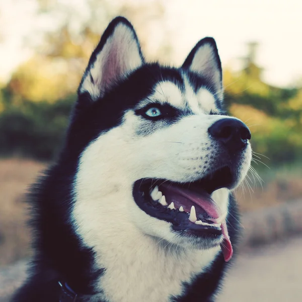 Şirin husky — Stok fotoğraf