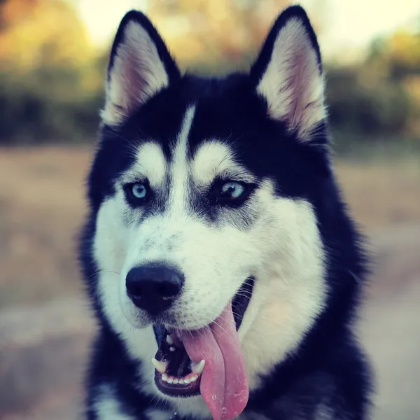 Lindo husky — Foto de Stock