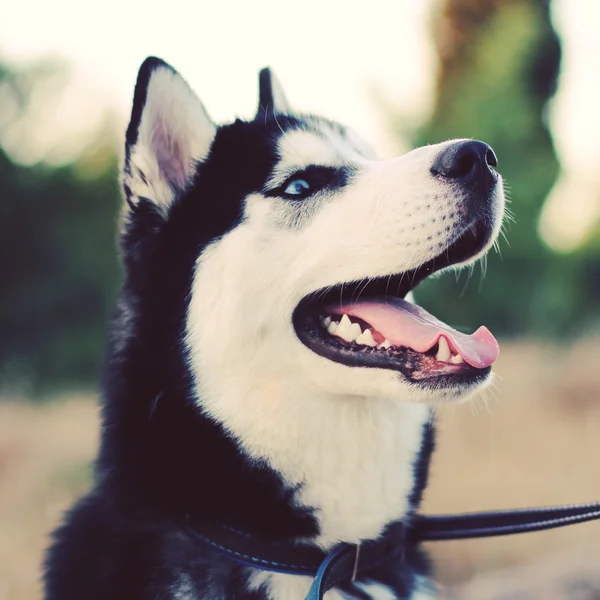 Schattig husky — Stockfoto