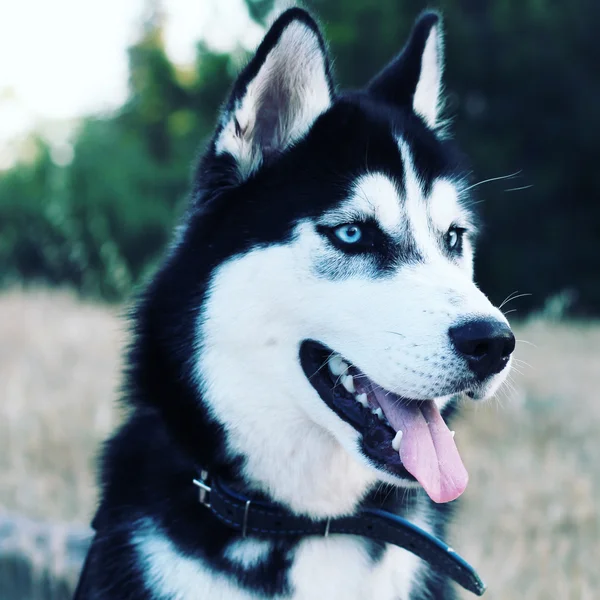 şirin husky