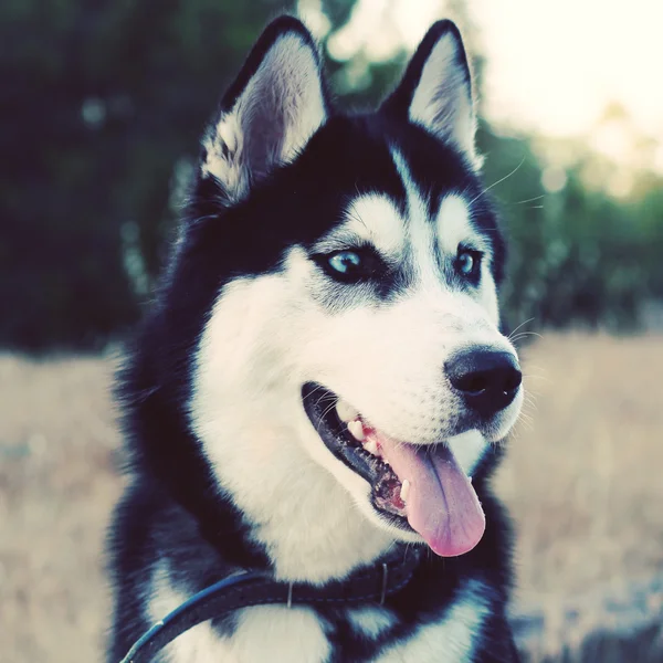 Niedlicher Husky — Stockfoto