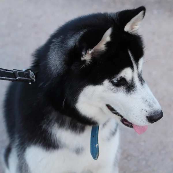 Söt husky — Stockfoto